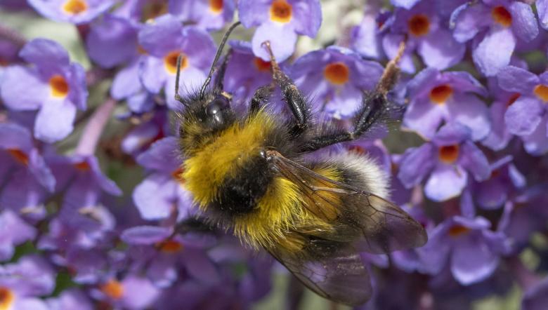 Een hommel op een paarse bloem