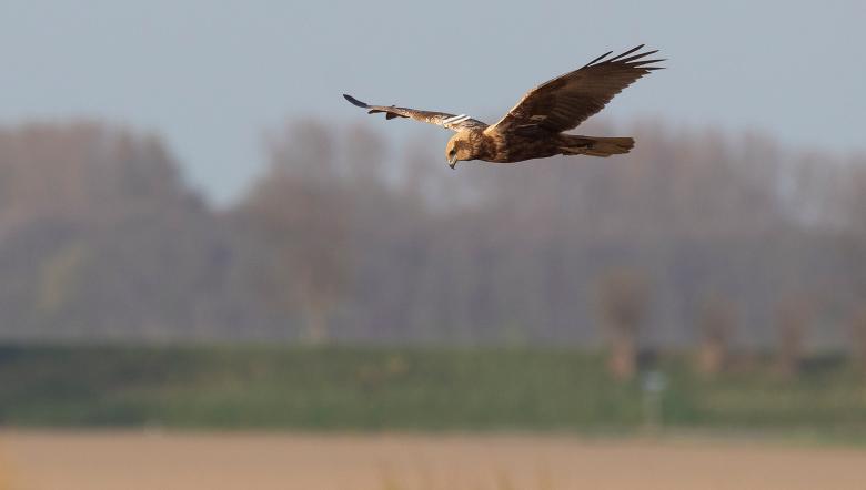 Bruine kiekendief in vlucht