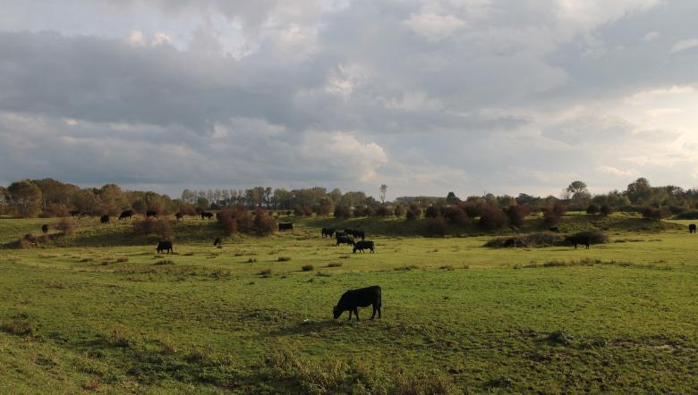 Koeien grazen in de Willem-Leopoldpolder