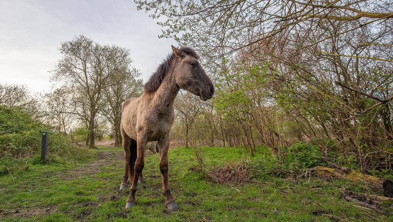 Konikpaard in natuurgebied Slikken van de Heen