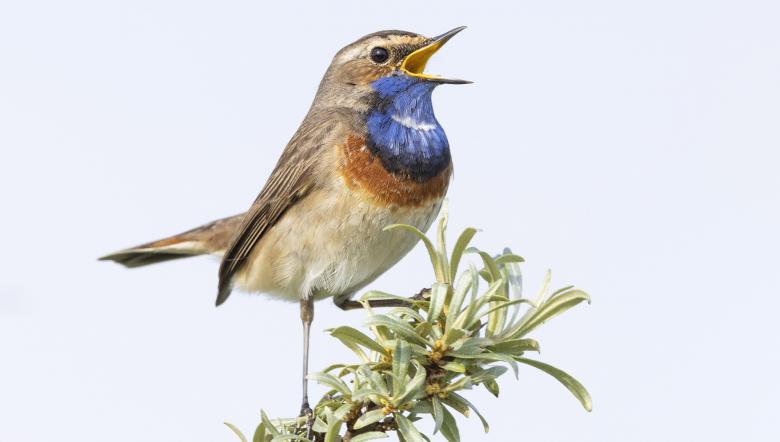 Blauwborst in Waterdunen