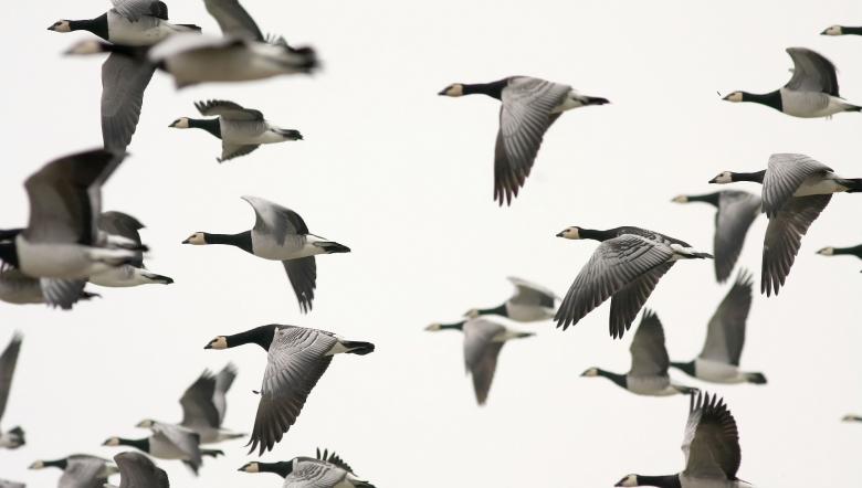 Brandganzen in vlucht