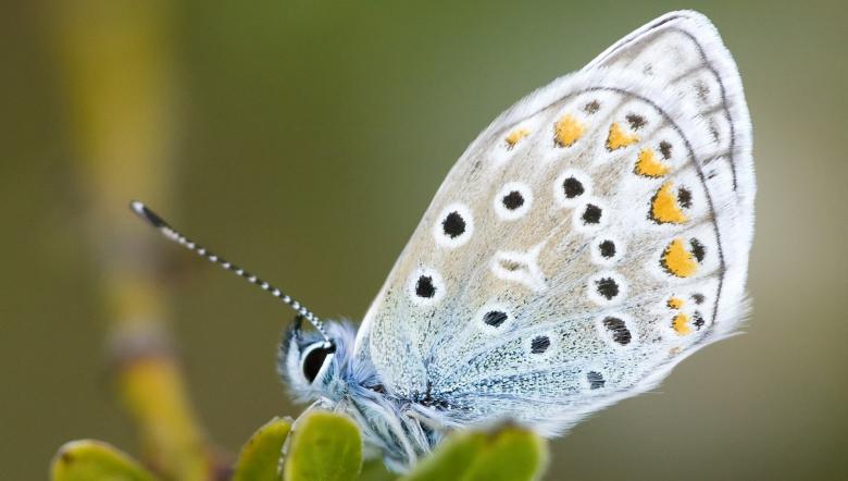 Vlinder Icarusblauwtje in Oranjezon