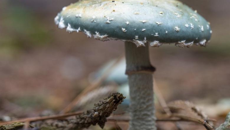 Echte kopergroene zwam