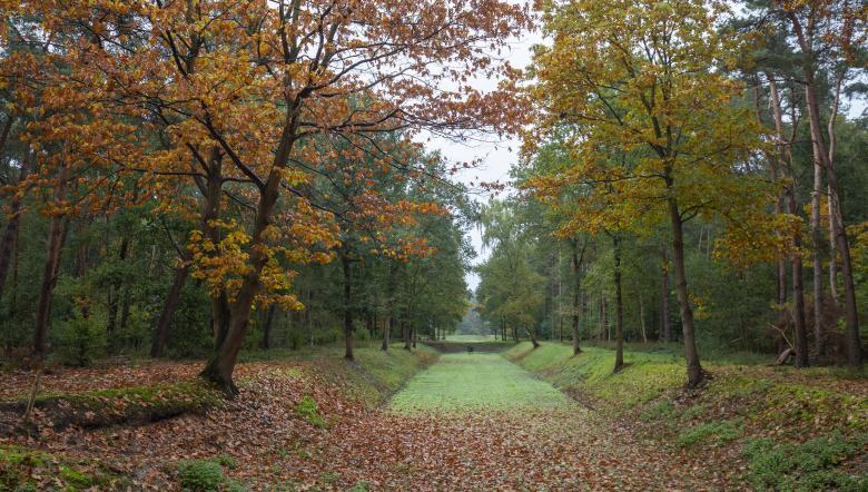 Herfstbomen in Clinge 