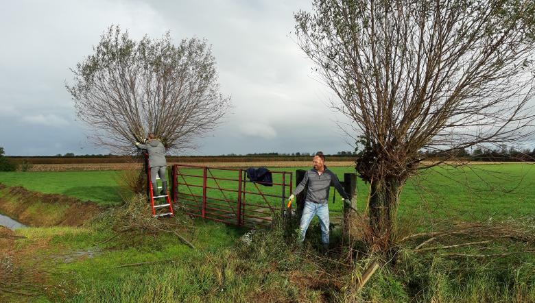 Vrijwilligers knotten bomen 