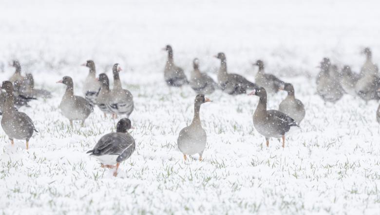 gans in sneeuw