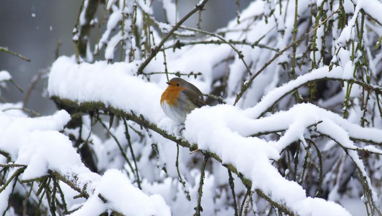 Roodborst op tak met sneeuw