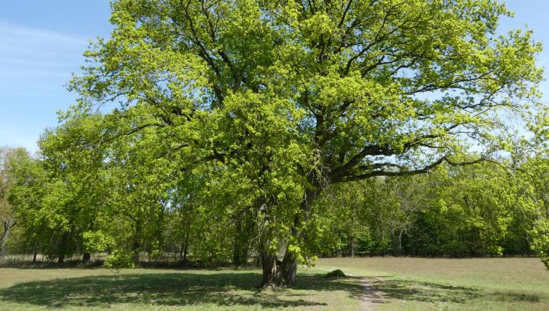 Veteraanboom op grasveld in Zeeland