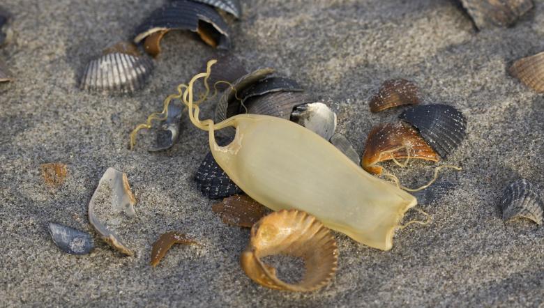 Eikapsels hondshaai met schelpen op strand