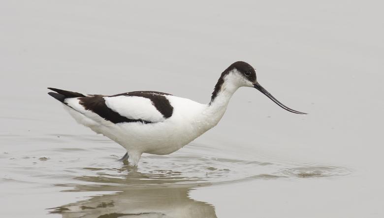 Kluut foeragerend in water