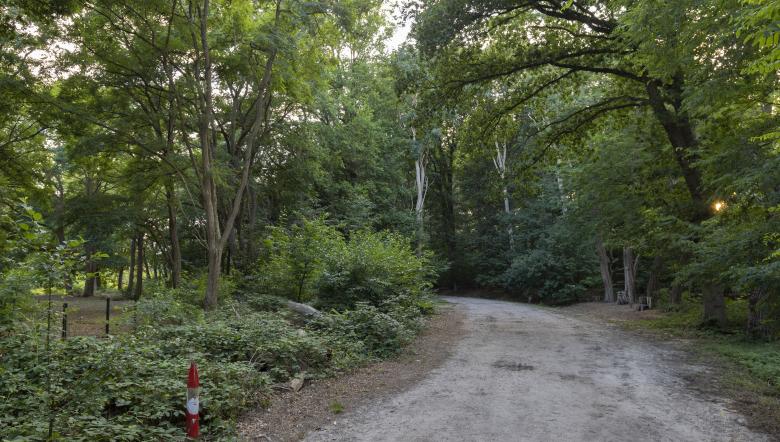 Bospad met bomen met groene bladeren 