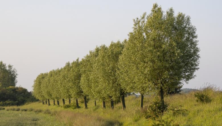 Aardenburgse Havenpolder dijk met bomen