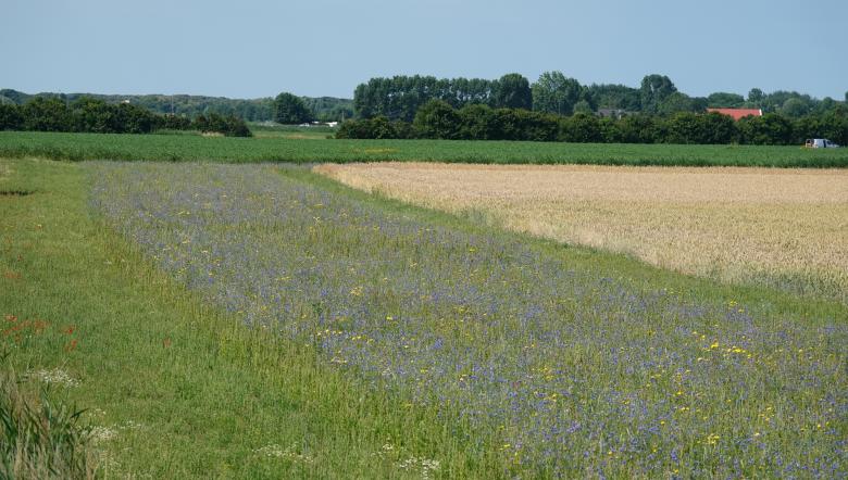 Patrijzenrand met bloemen rond akker