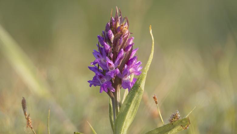 Brede orchis
