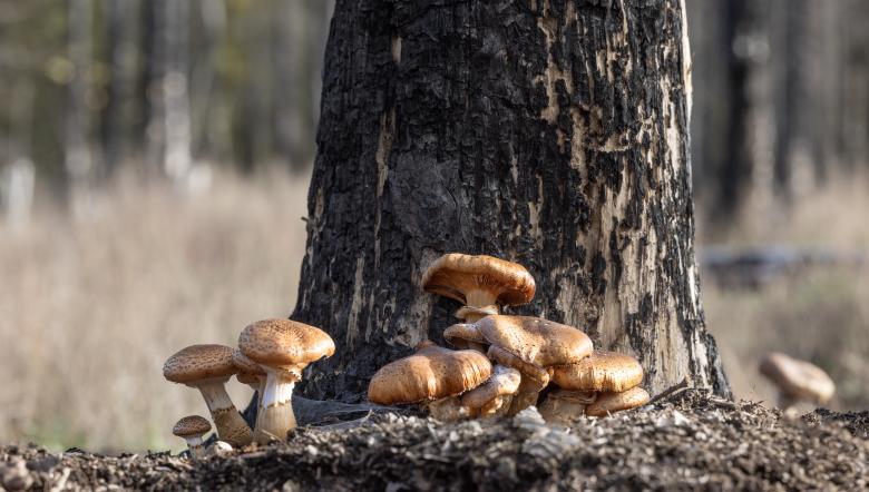  Clinge Sombere honingzwam