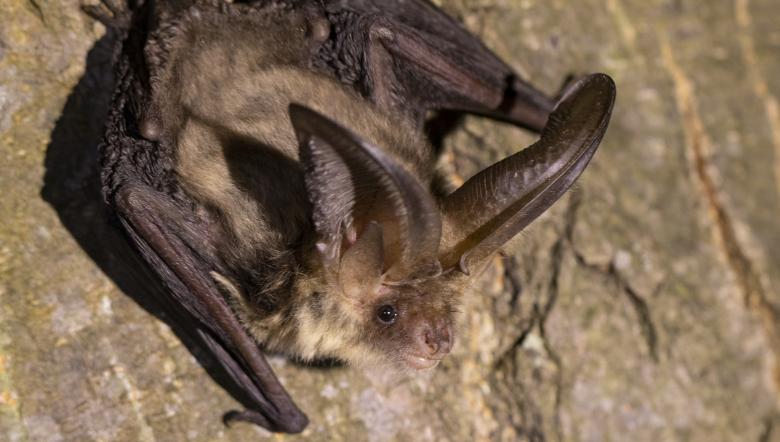 Gewone grootoorvleermuis op boom