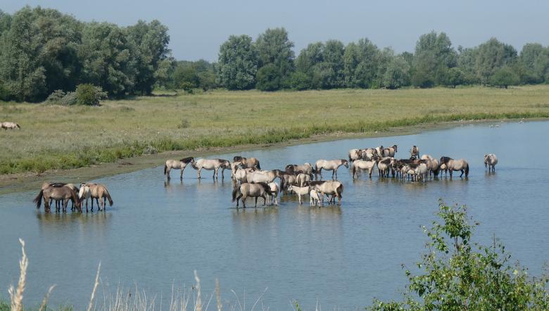 Konikpaarden in een kreek