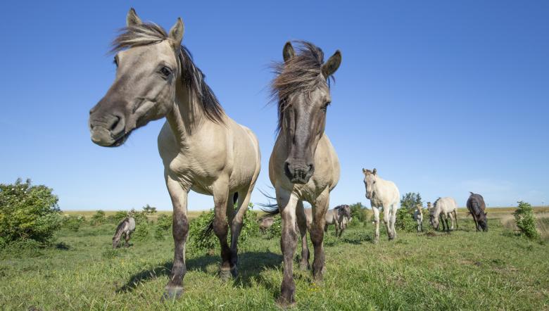 Groepje Konikpaarden op grasveld in Slikken van de Heen