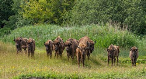 Wisenten op de Slikken van de Heen