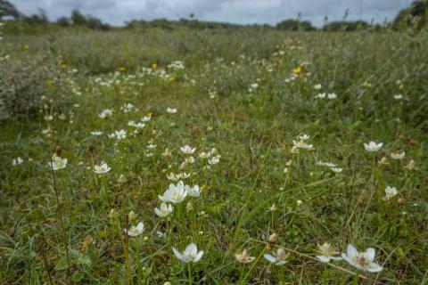 Oranjezon veld voor witte Parnassia