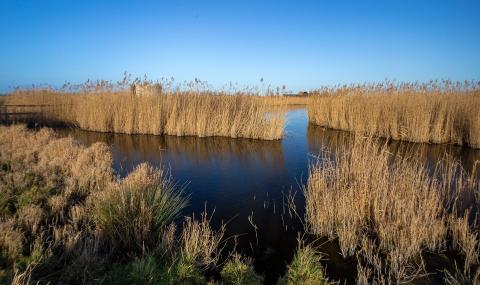 Bruintjeskreek