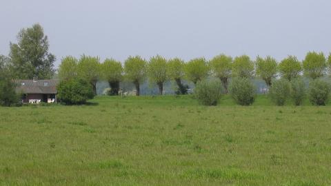 Landschap van de Aardenburgse Havenpolder met bomenrij
