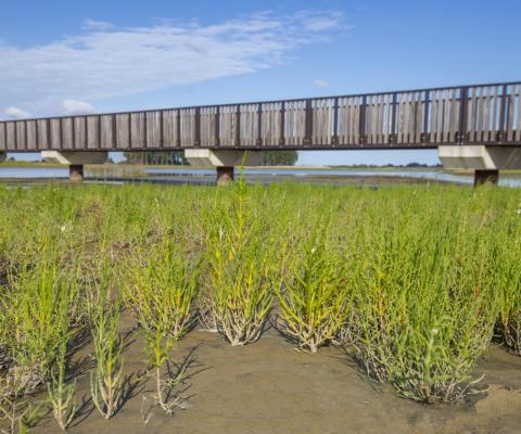 Zeekraal met op de achtergrond de brug door Waterdunen