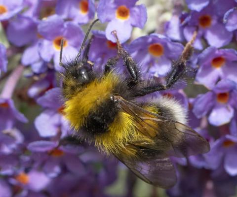 Een hommel op een paarse bloem