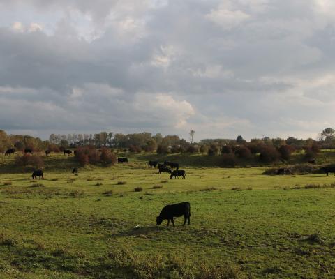 Koeien grazen in de Willem-Leopoldpolder