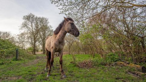 Konikpaard in natuurgebied Slikken van de Heen