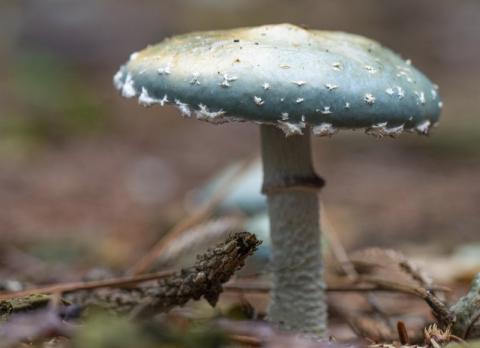 Echte kopergroene zwam