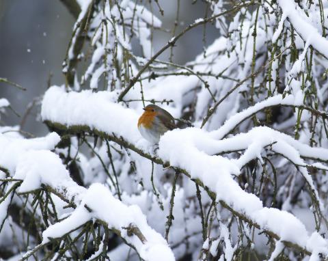 Roodborst op tak met sneeuw