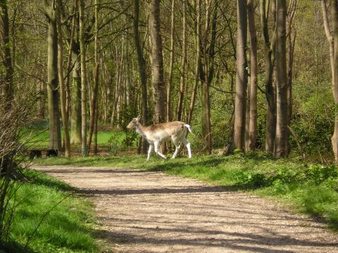 Damhert in de manteling Oostkapelle