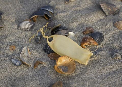 Eikapsels hondshaai met schelpen op strand