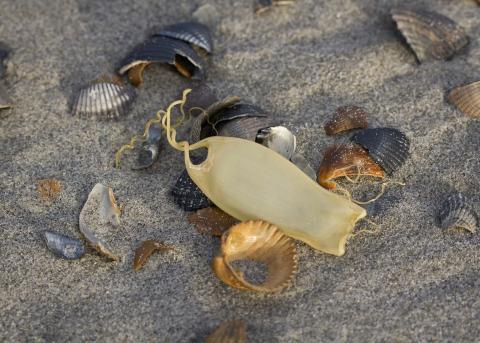 Eikapsels hondshaai met schelpen op strand