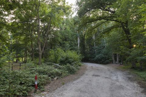 Bospad met bomen met groene bladeren 