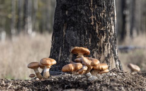  Clinge Sombere honingzwam