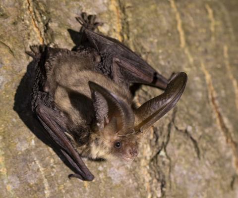 Gewone grootoorvleermuis op boom