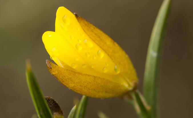 Gaspeldoorn, gele winterbloem