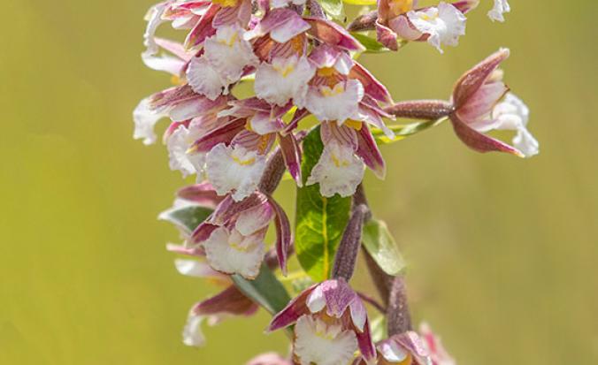 Moeraswespenorchis