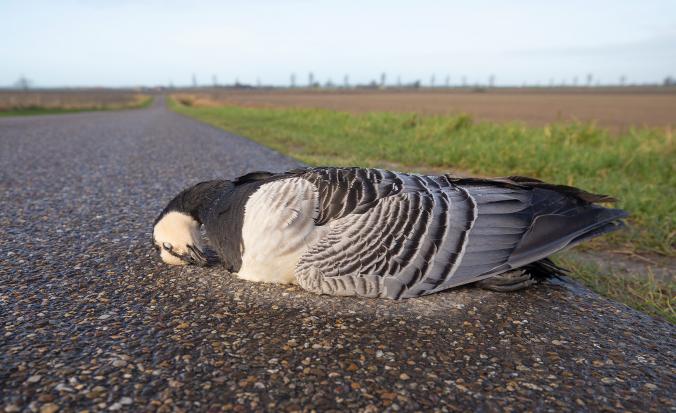Dode Brandgans op de weg