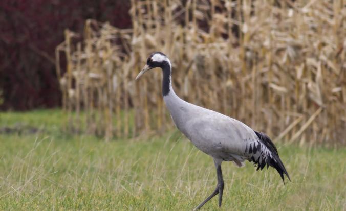 Kraanvogel op grasland