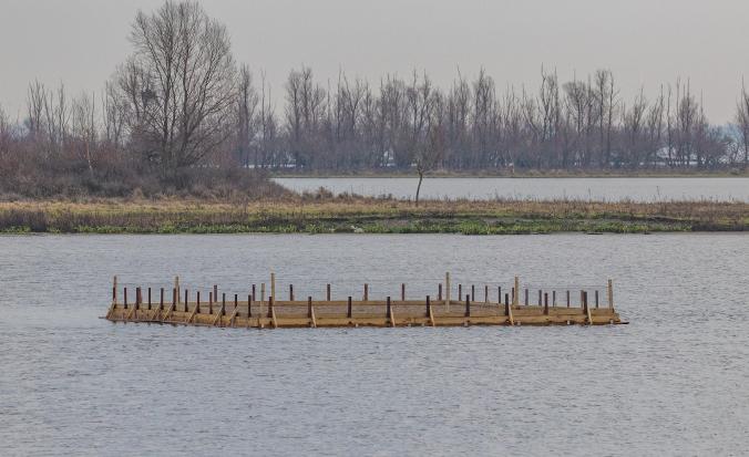 Broedeiland langs de Philipsdam