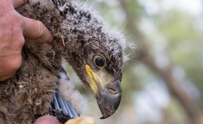 Jonge Zeearend wordt geringd