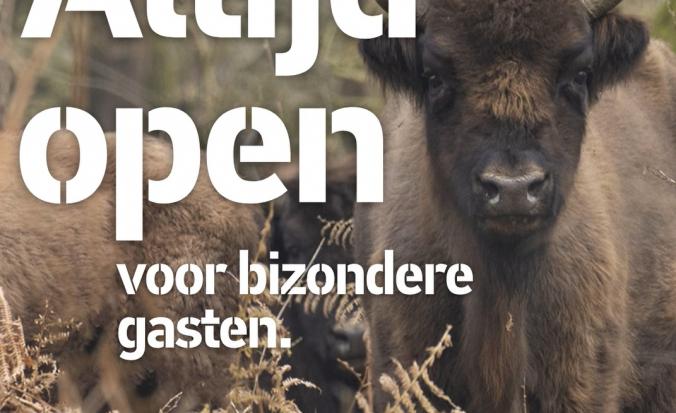 Wisent in Slikken van de Heen