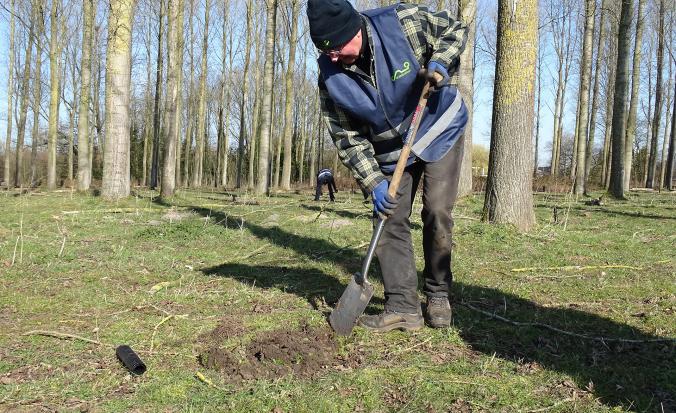 Vrijwilliger plant boom in de Clingse bossen