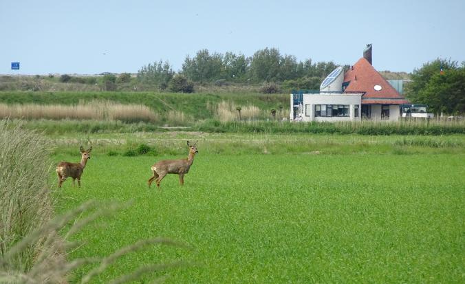 Reeën op een grasland