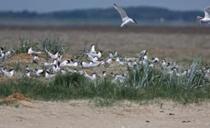 Grote sterns op de Hooge Platen