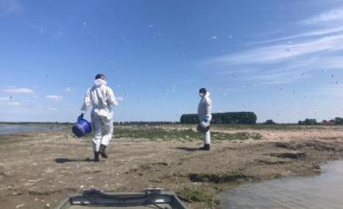 Vogelgriep in Waterdunen